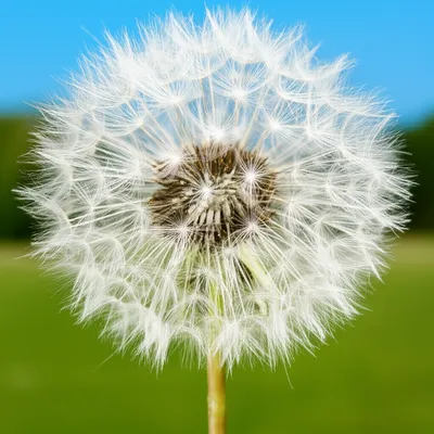 Illustration puffed - Image 1