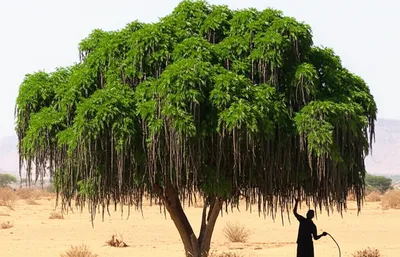 Illustration moringa