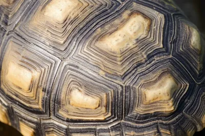 Illustration scute - Image 1