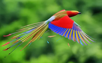 Illustration molting - Image 1