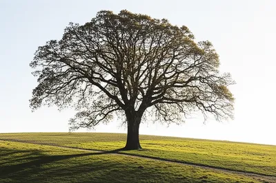 Illustration stately - Image 1