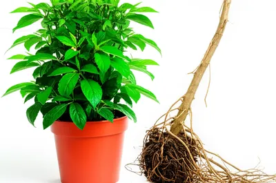 Illustration replacements