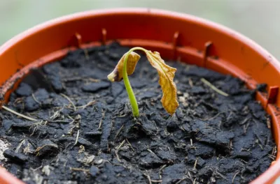 Illustration miscarried - Image 1