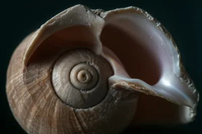 Illustration fauces - Image 1