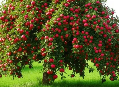 Illustration graining - Image 1