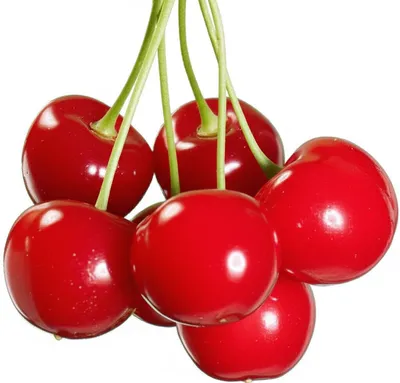 Illustration pedicels - Image 1