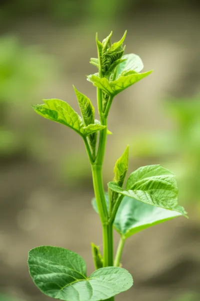 Illustration helm - Image 1