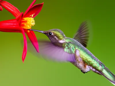 Illustration accelerator - Image 1