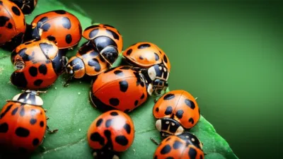 Illustration bishops - Image 1