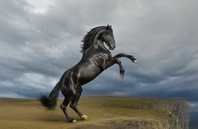 Illustration rears - Image 1