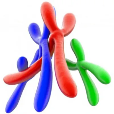 Illustration triploid - Image 1