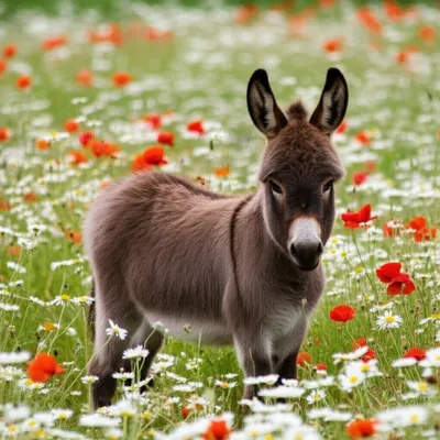 Illustration burros - Image 1