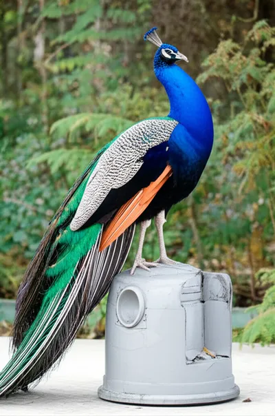 Illustration pretensions