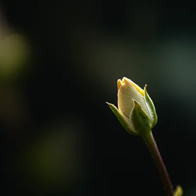 Illustration tender - Image 1