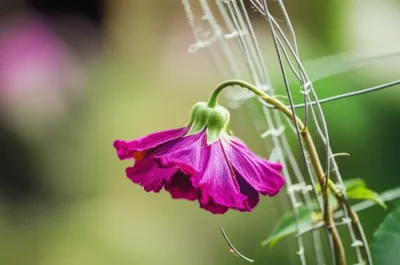 Illustration disable - Image 1