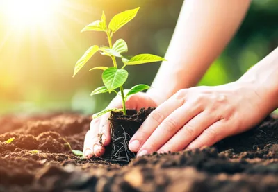 Illustration puts - Image 1