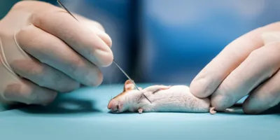 Illustration stylet - Image 1