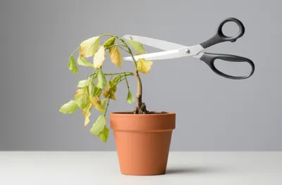 Hình ảnh minh họa downsizes - Ảnh 1