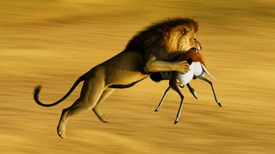 Illustration carries - Image 1