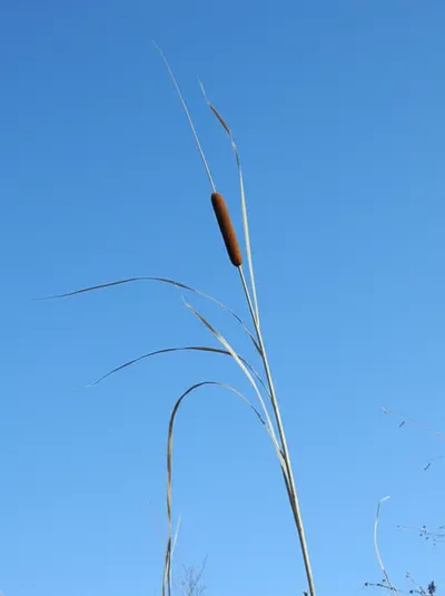 Illustration reed - Image 1