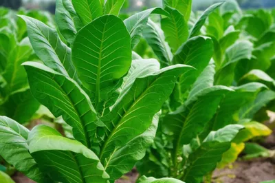 Illustration robe - Image 1