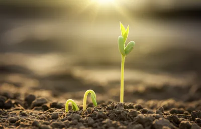 Illustration augment - Image 1