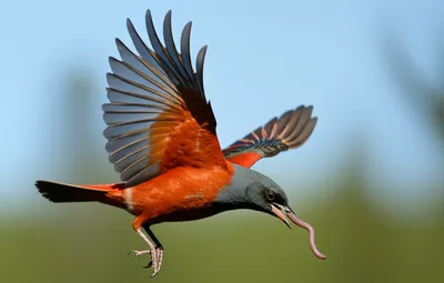 Illustration swallows - Image 1