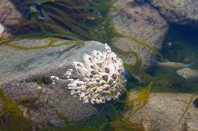 Illustration sessile - Image 1