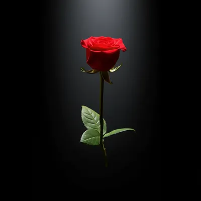 Illustration elevates - Image 1