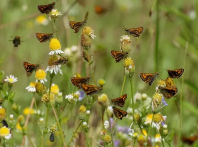 Illustration awls - Image 1