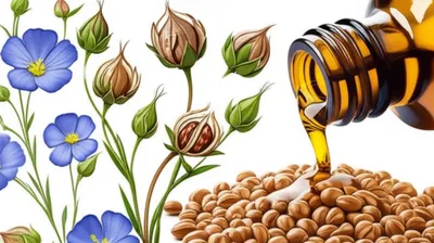 Illustration linseed