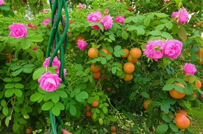 Illustration choke - Image 1