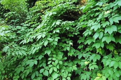 Illustration jungles - Image 1