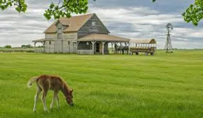 Illustration prairie - Image 2