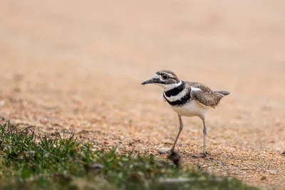 Illustration killdeer - Image 2