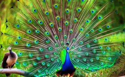 Illustration trod - Image 1