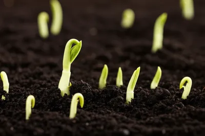 Illustration first - Image 1