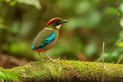 Illustration breve - Image 1