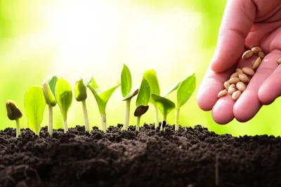 Illustration financed - Image 1