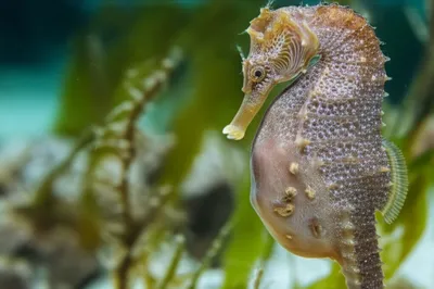 Hình ảnh minh họa marsupium - Ảnh 1