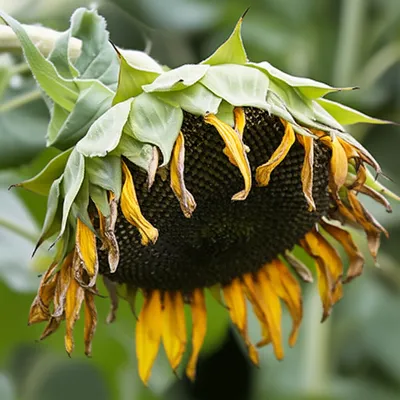 Illustration semis - Image 1