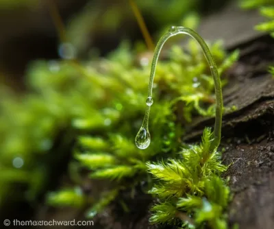 Illustration neck - Image 1