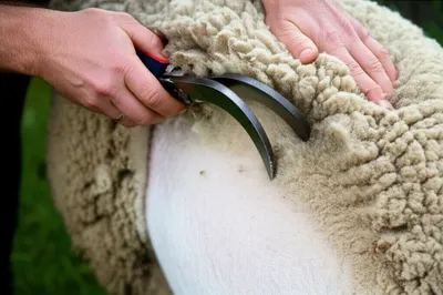 Illustration shears - Image 1