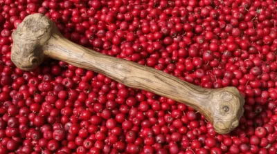 Illustration crabs - Image 1