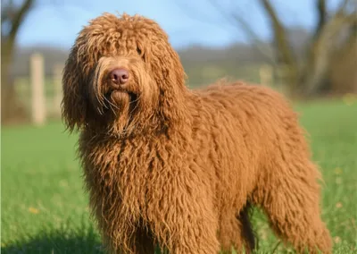 Hình ảnh minh họa barbet - Ảnh 1