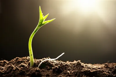 Illustration commenced