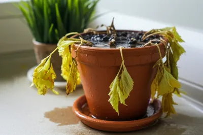 Illustration overwatering