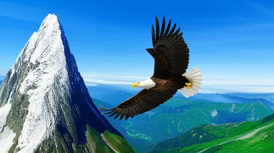 Illustration descended - Image 1