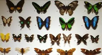 Illustration collection - Image 2