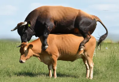 Illustration leaped - Image 1